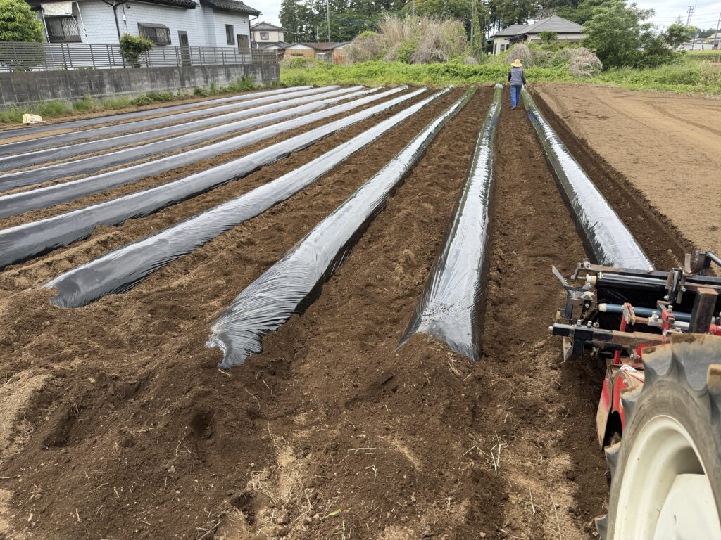 10月の農業体験（サツマイモ収穫）
用の畑なので小さ目です
この後定植します